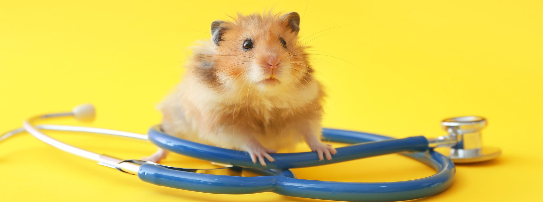 Small pet hamster standing on a stethoscope