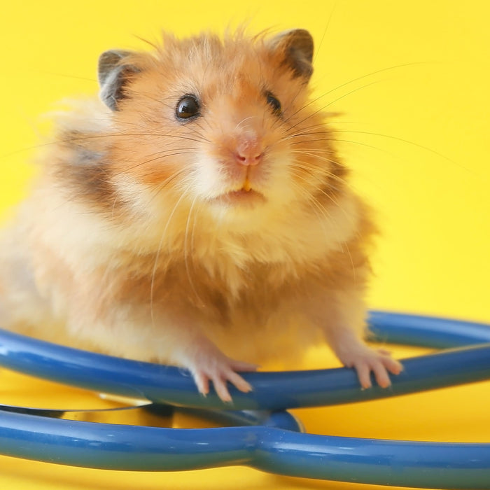 Small pet hamster standing on a stethoscope