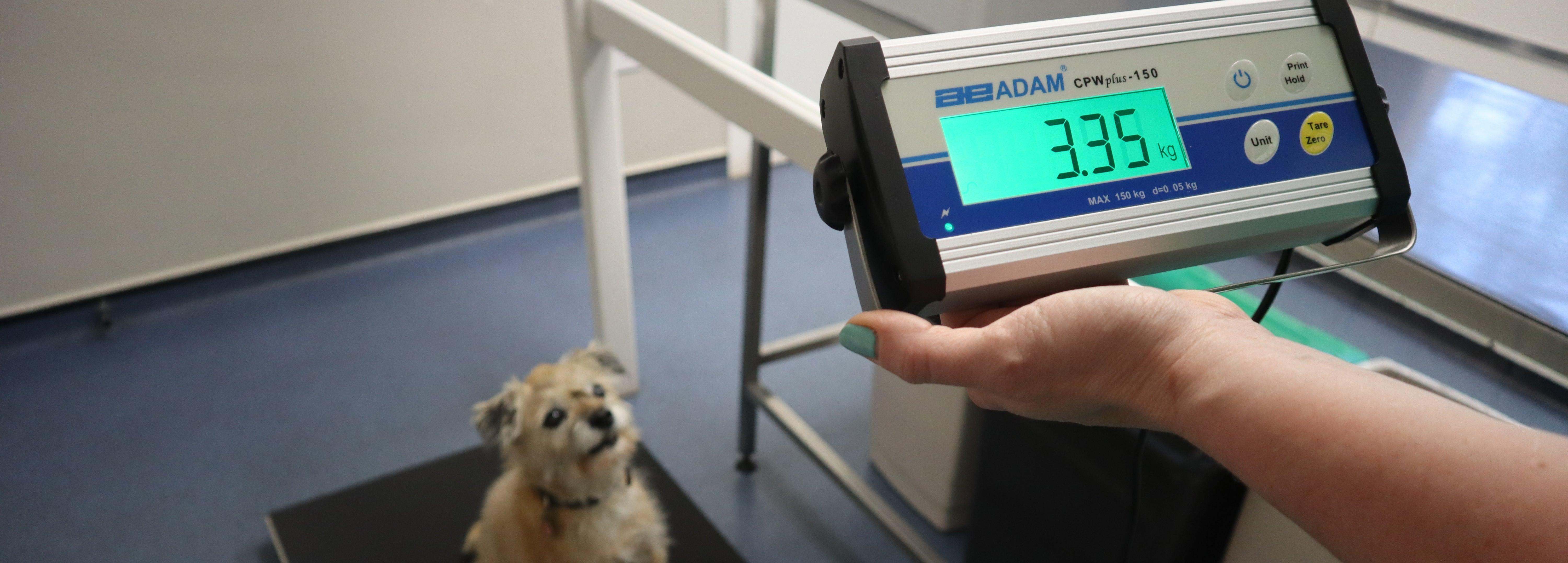 How Much Should My Puppy Weigh? | Inscale Scales - Inscale Scales