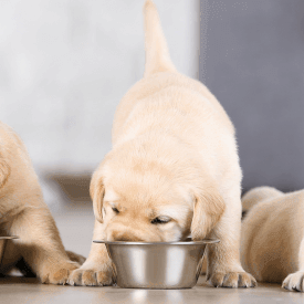 Weighing Scales Blog Inscale Scales